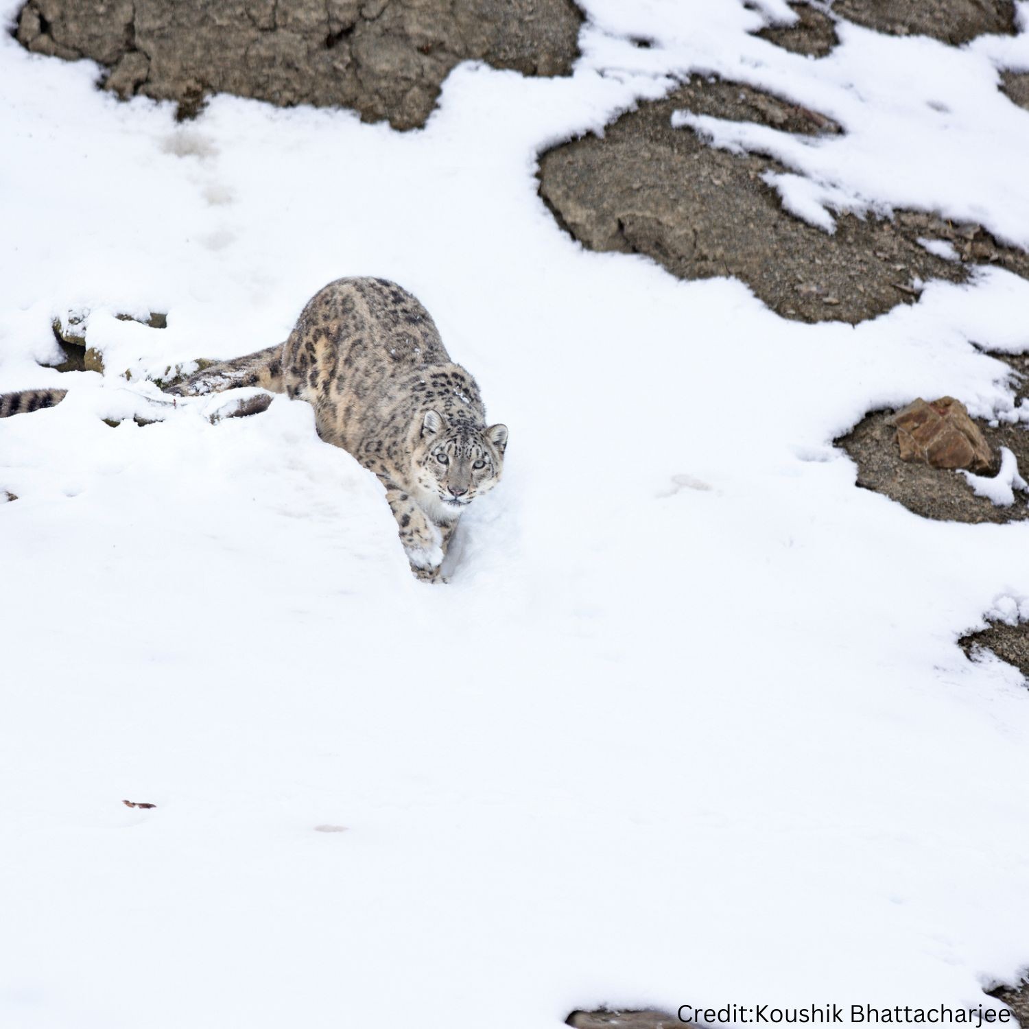 Snow Leopard Winter Wilderness Expedition