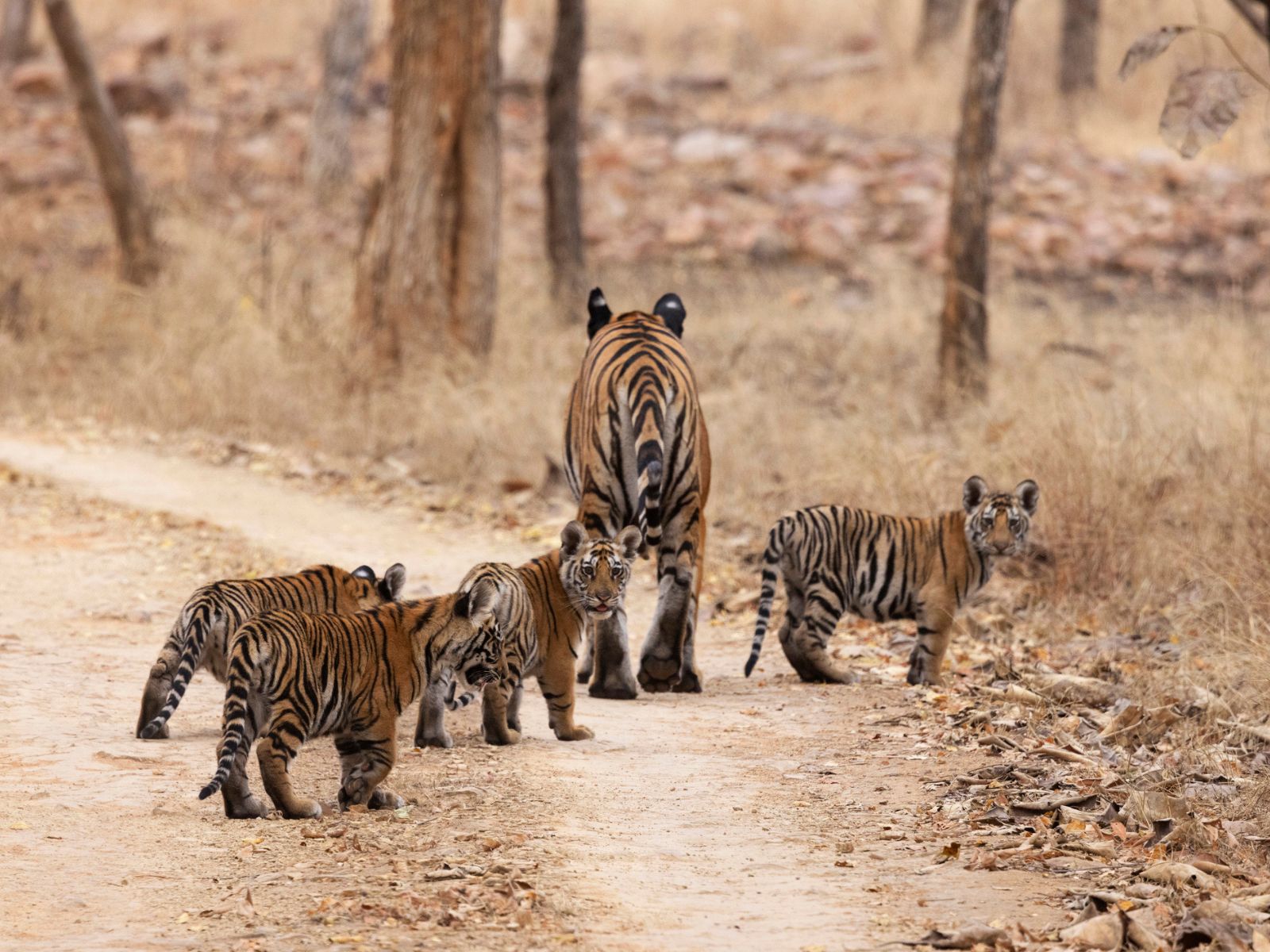 Tigers and Temples of Central India