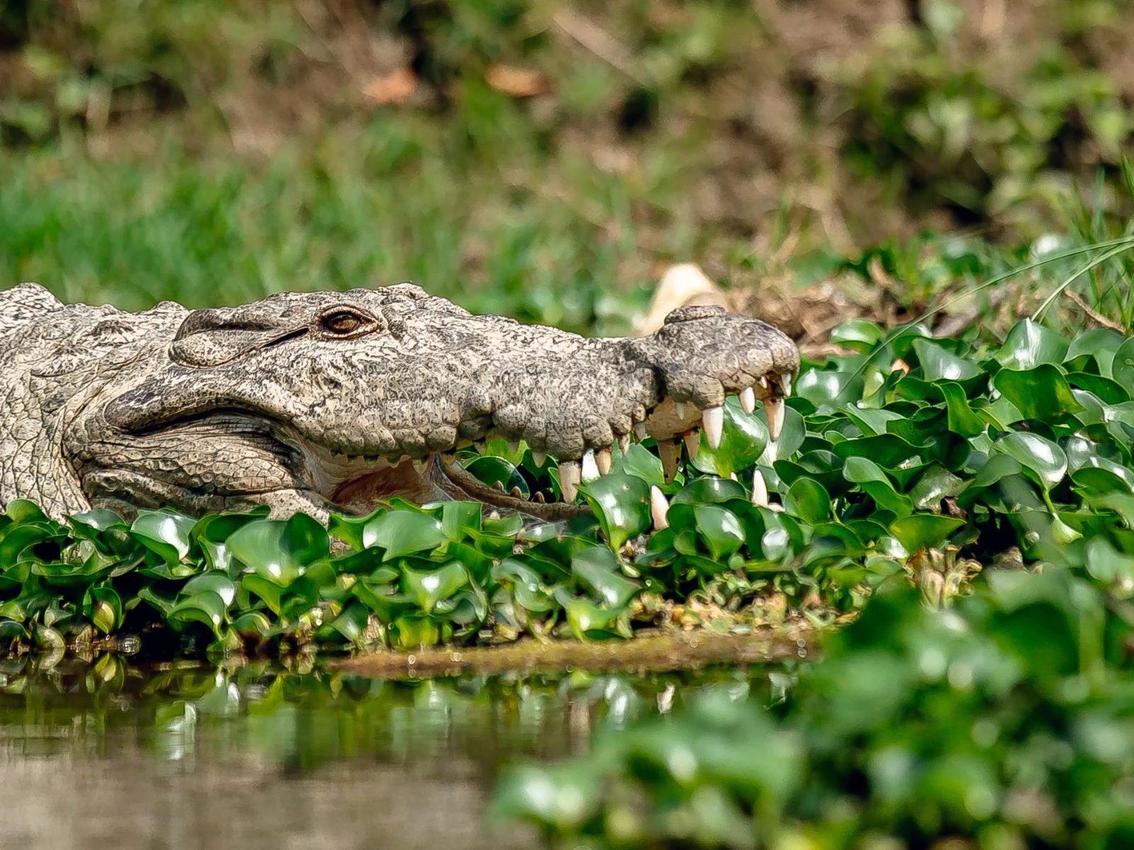 Nepal Wildlife Adventure