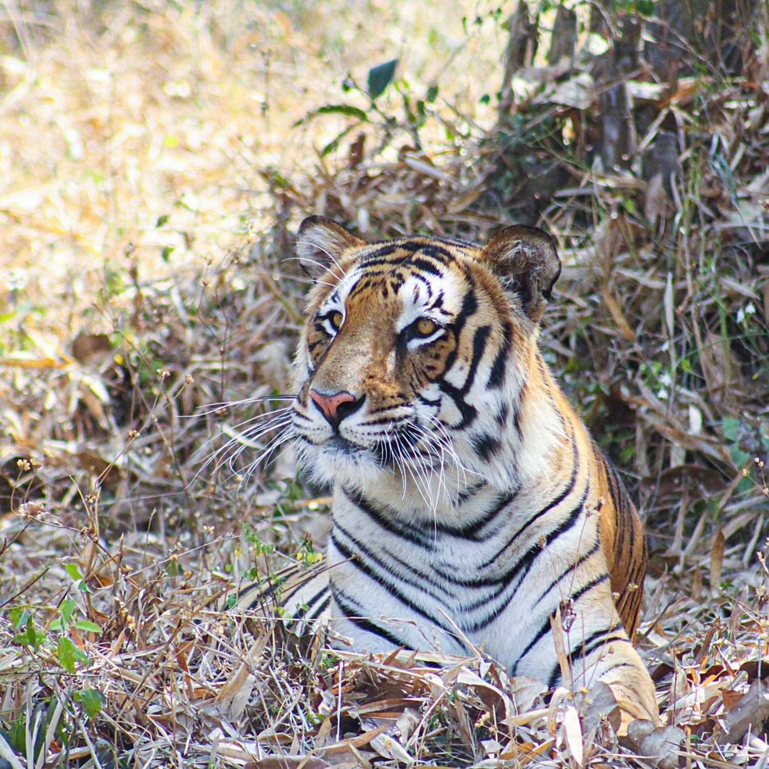 Chitwan Jungle Safari